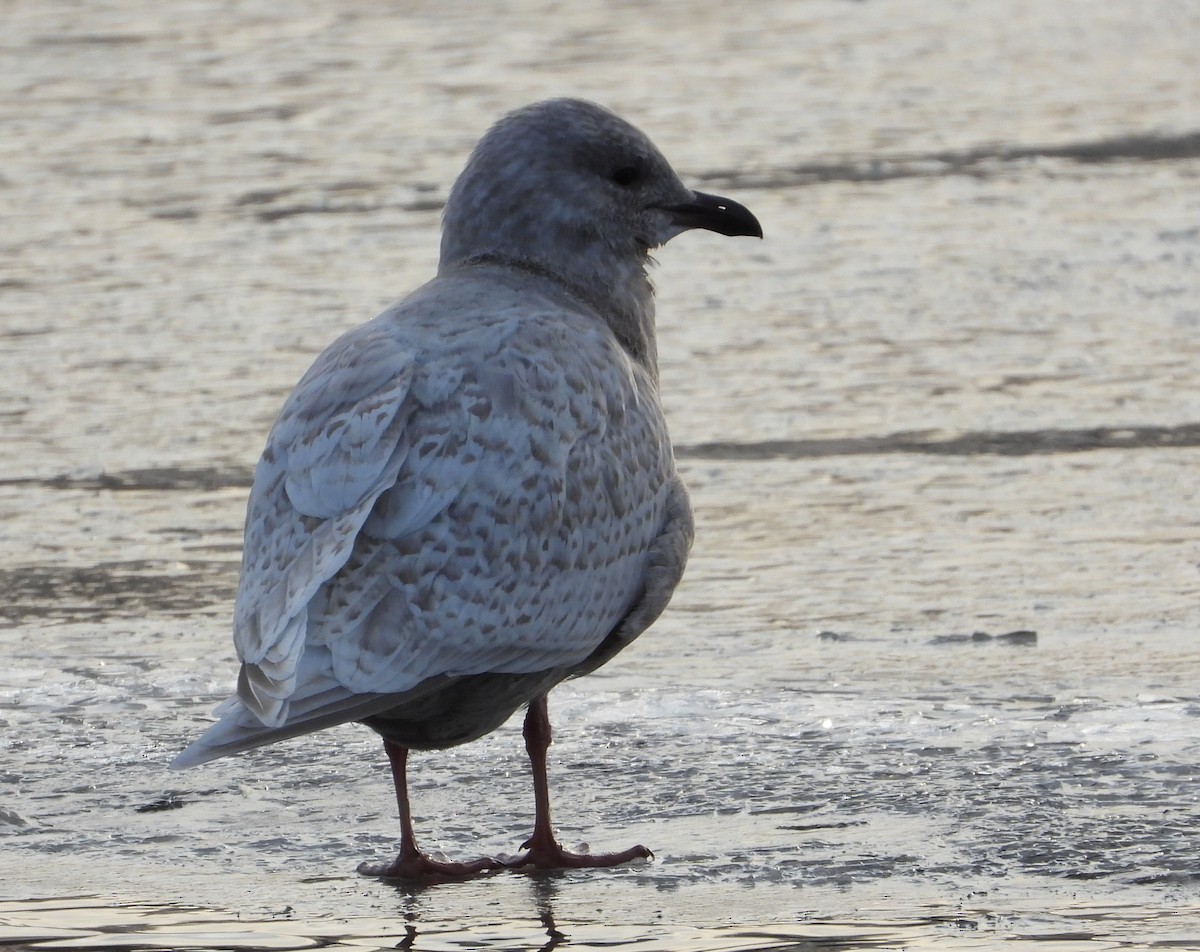 Iceland Gull (kumlieni) - ML646660844