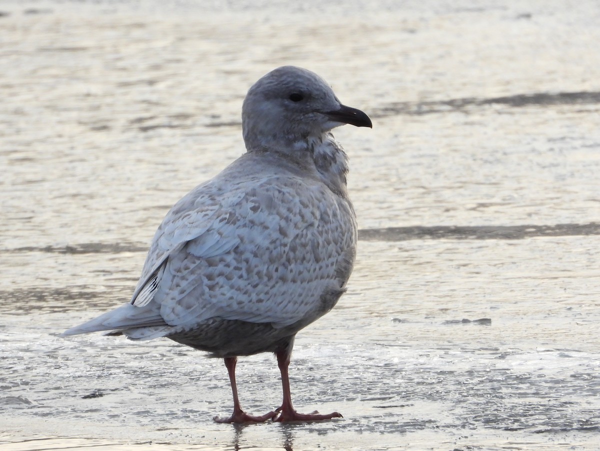 Iceland Gull (kumlieni) - ML646660845