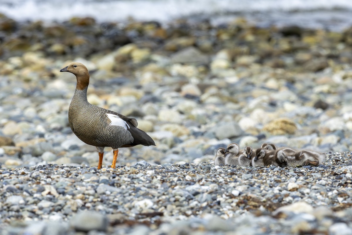 Ruddy-headed Goose - ML646660848