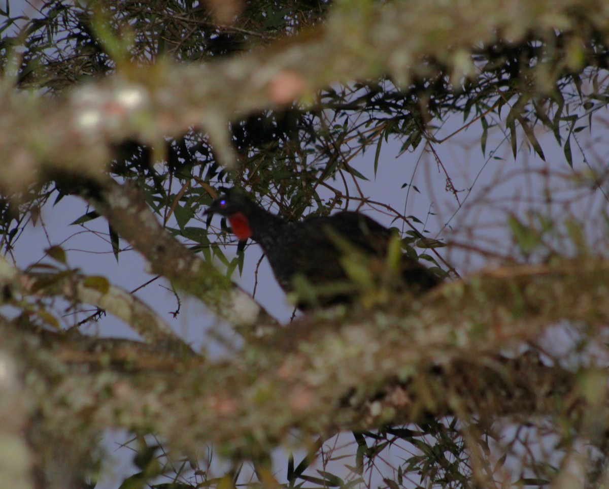 Dusky-legged Guan - ML646660855
