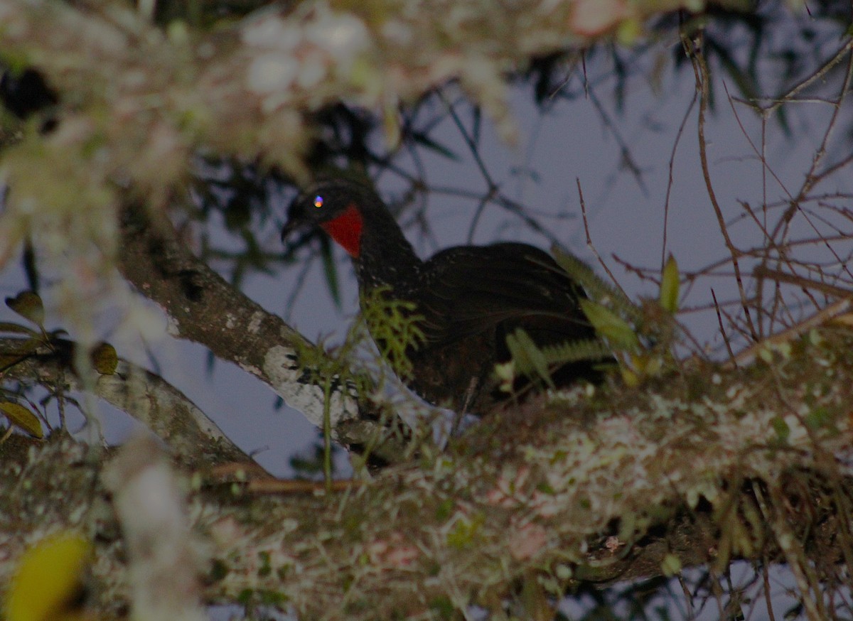Dusky-legged Guan - ML646660856