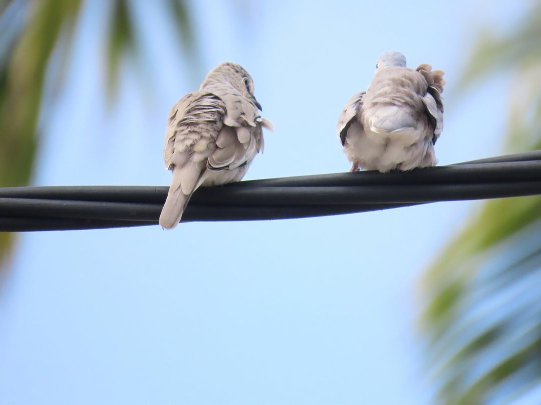Picui Ground Dove - ML646660858