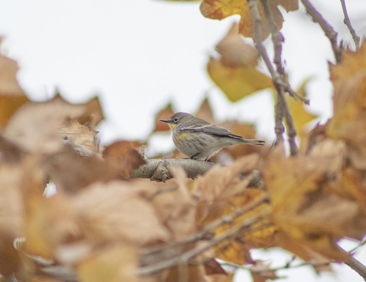 Paruline à croupion jaune - ML646660859