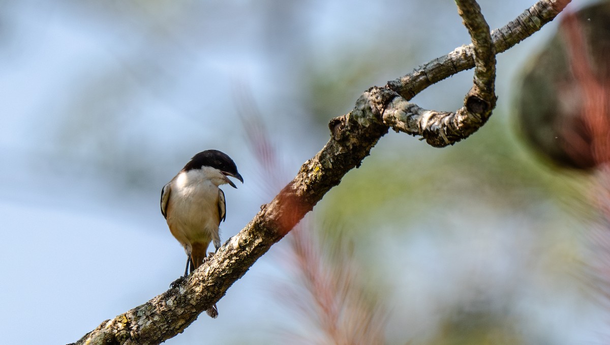 Pie-grièche schach - ML646660861