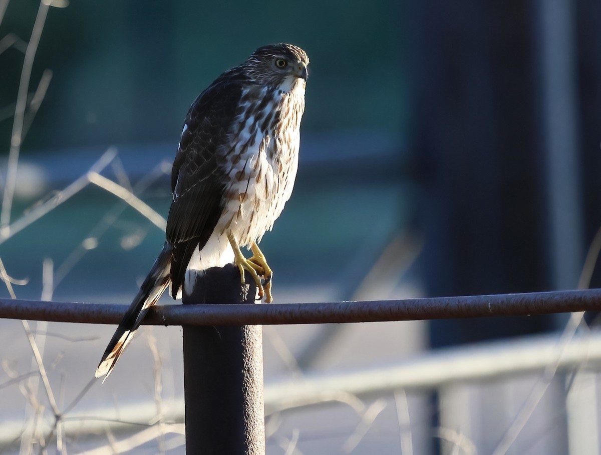 Cooper's Hawk - ML646660869