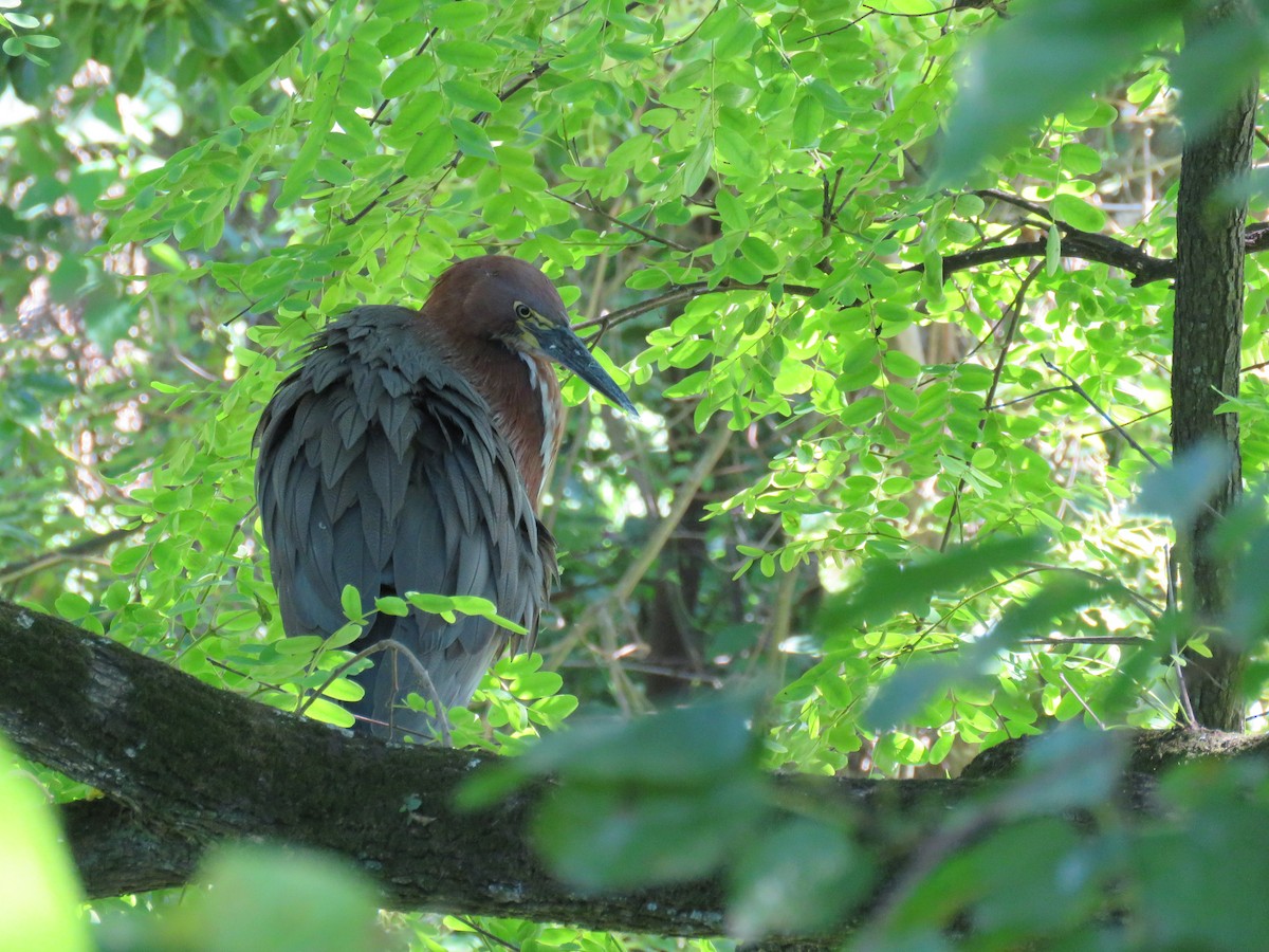 Onoré rayé - ML646660871