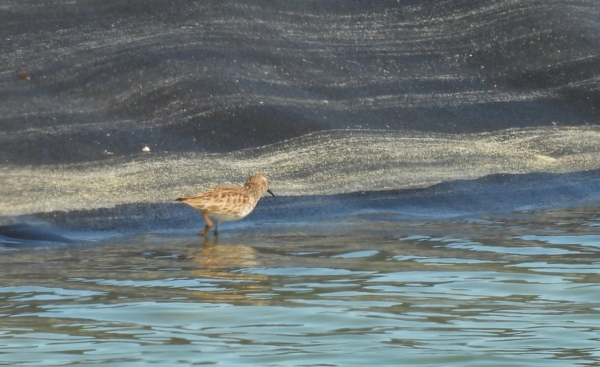 Bécasseau minuscule - ML646660873