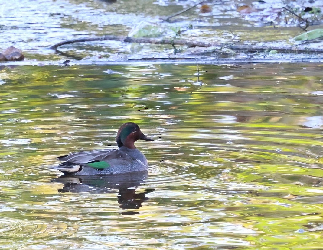 Green-winged Teal - ML646660874