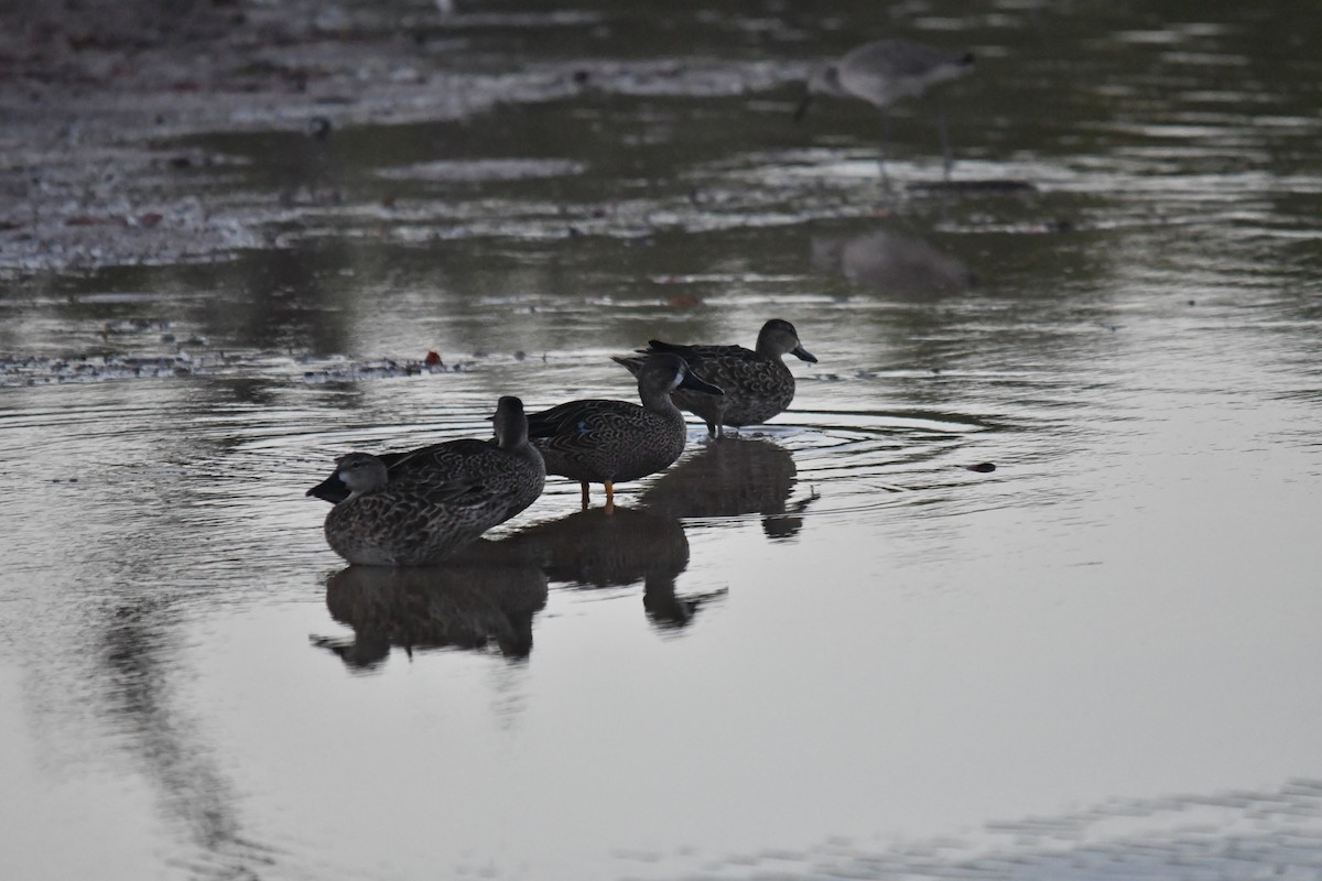 Blue-winged Teal - ML646660875