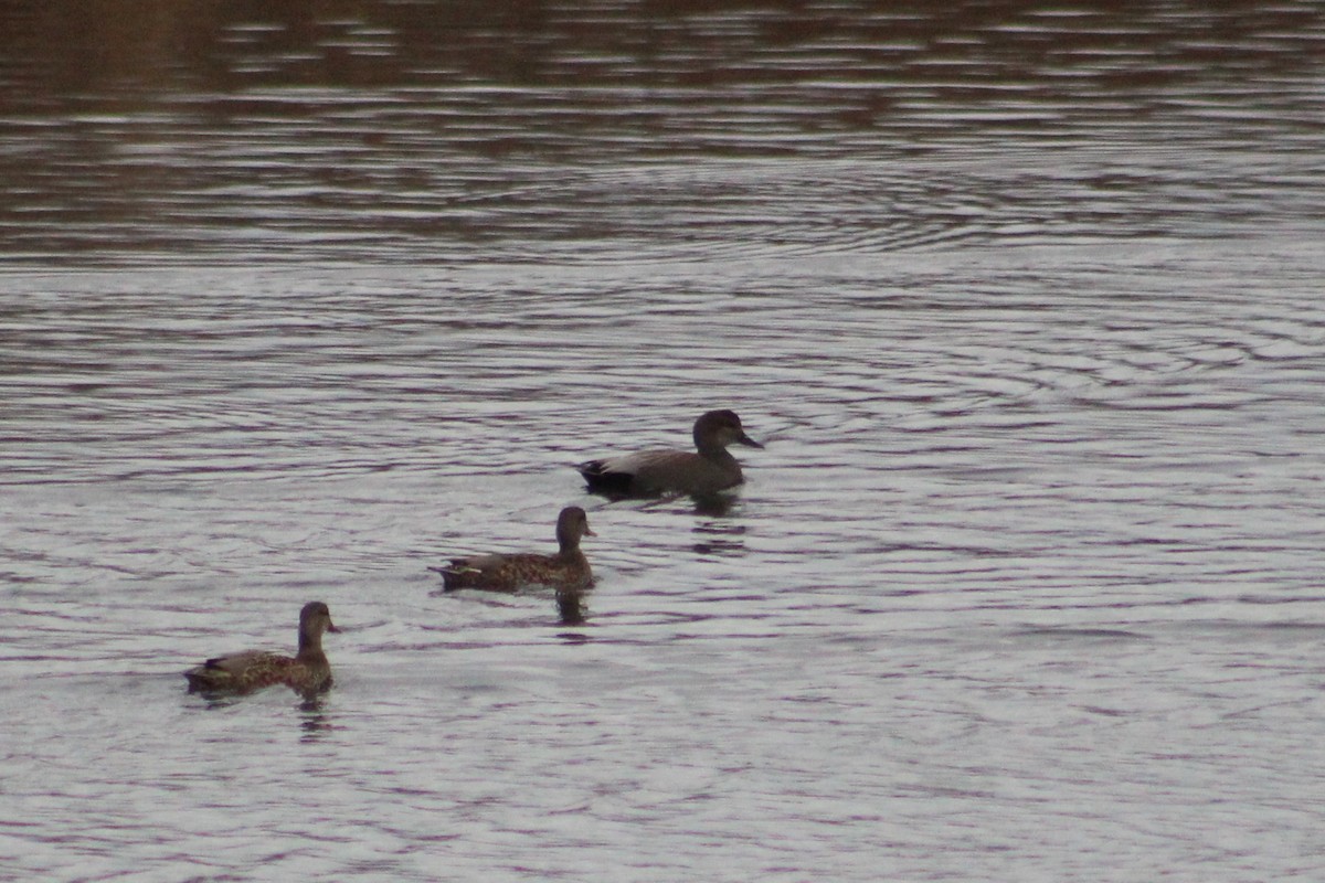 Canard chipeau - ML646660876