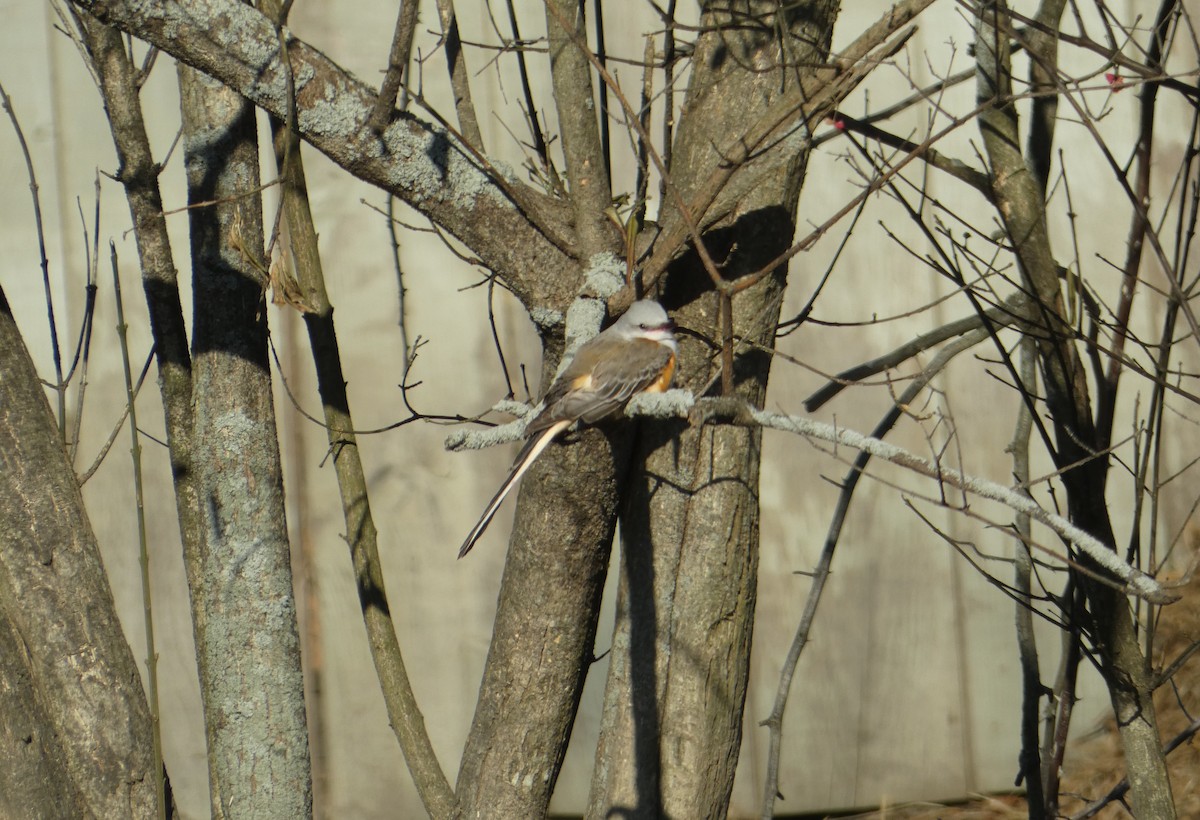 Scissor-tailed Flycatcher - ML646660877