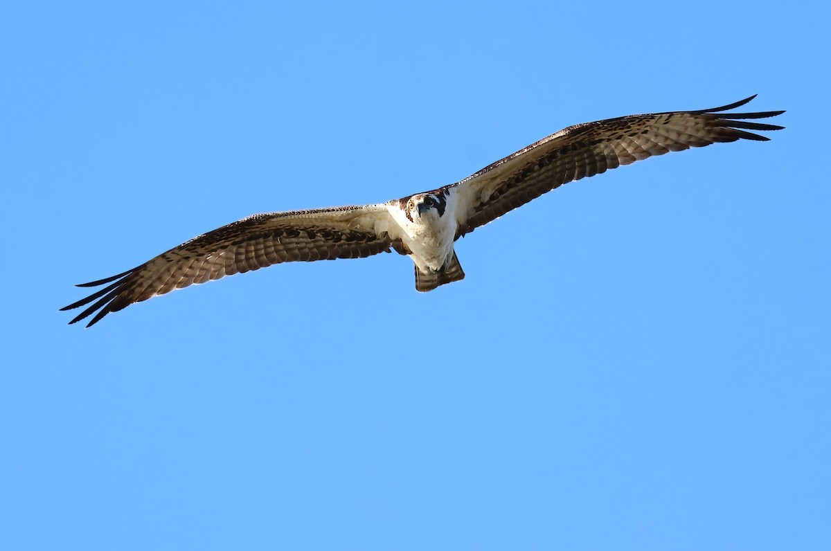 Osprey - ML646660878
