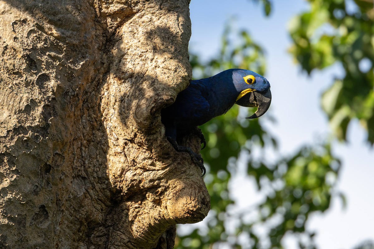 Ara hyacinthe - ML646660879