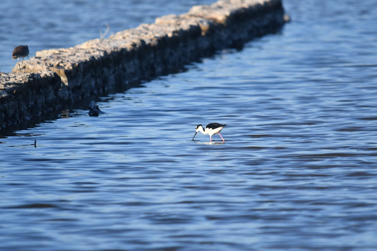 Échasse d'Amérique - ML646660880