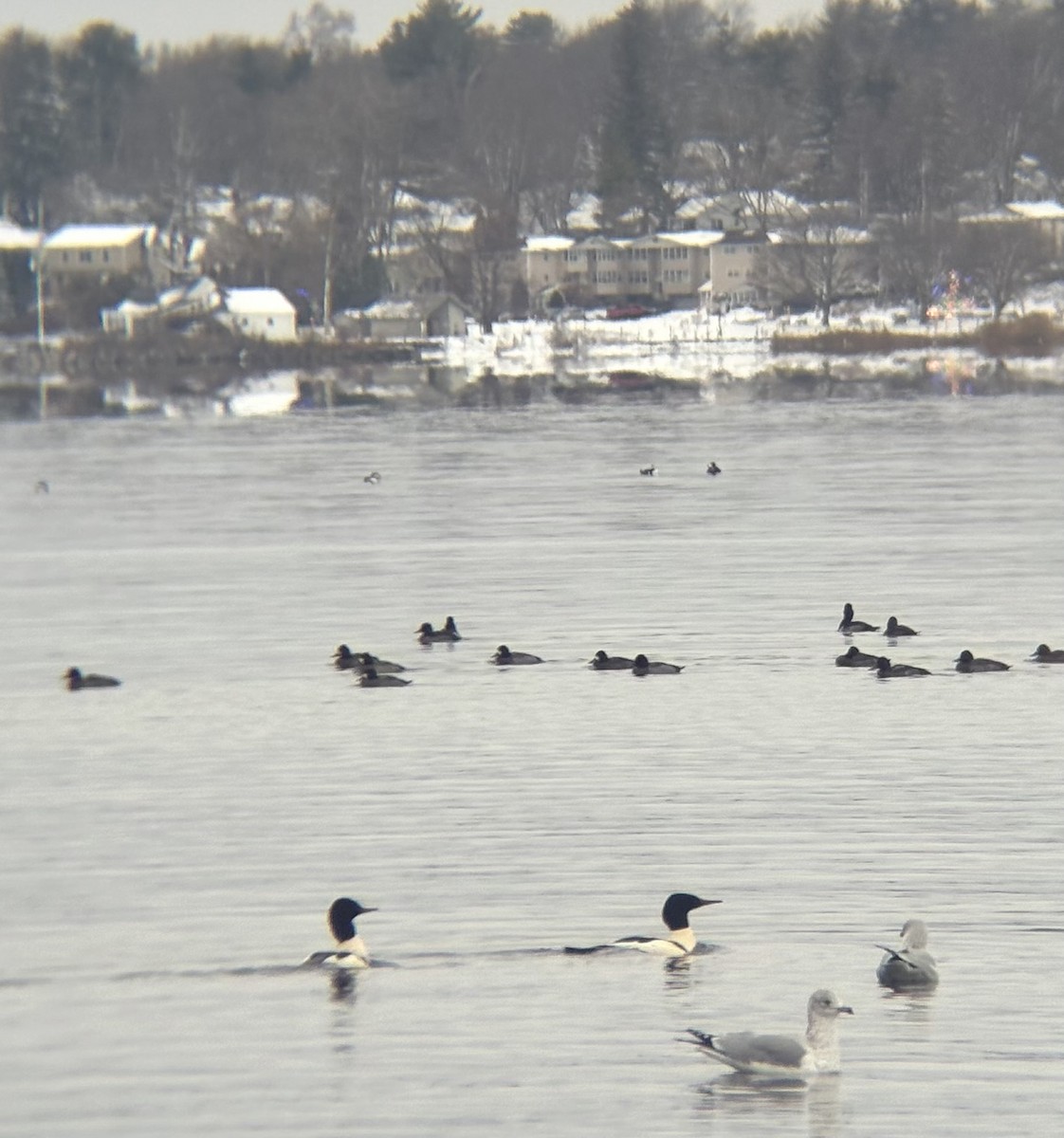 Petit Fuligule - ML646660881