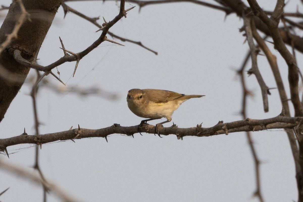 Hypolaïs bottée ou H. rama - ML646660882