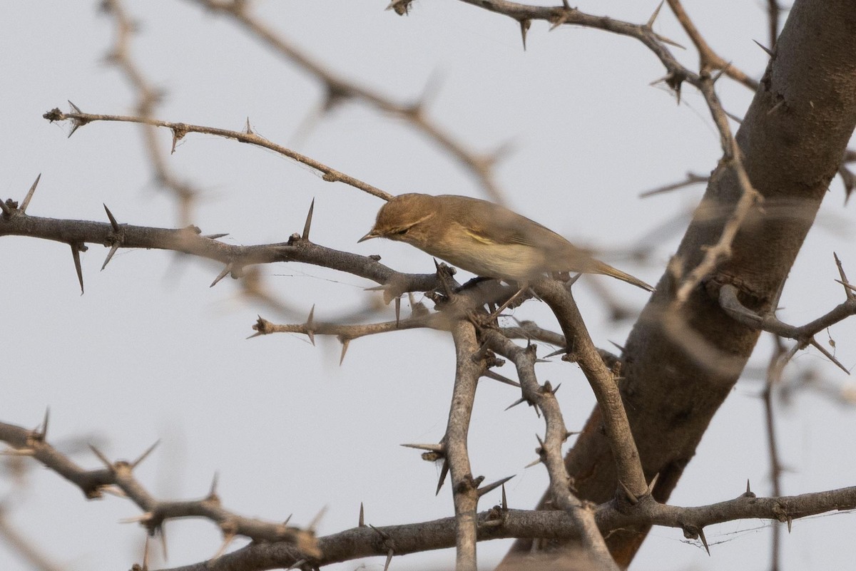 Hypolaïs bottée ou H. rama - ML646660883