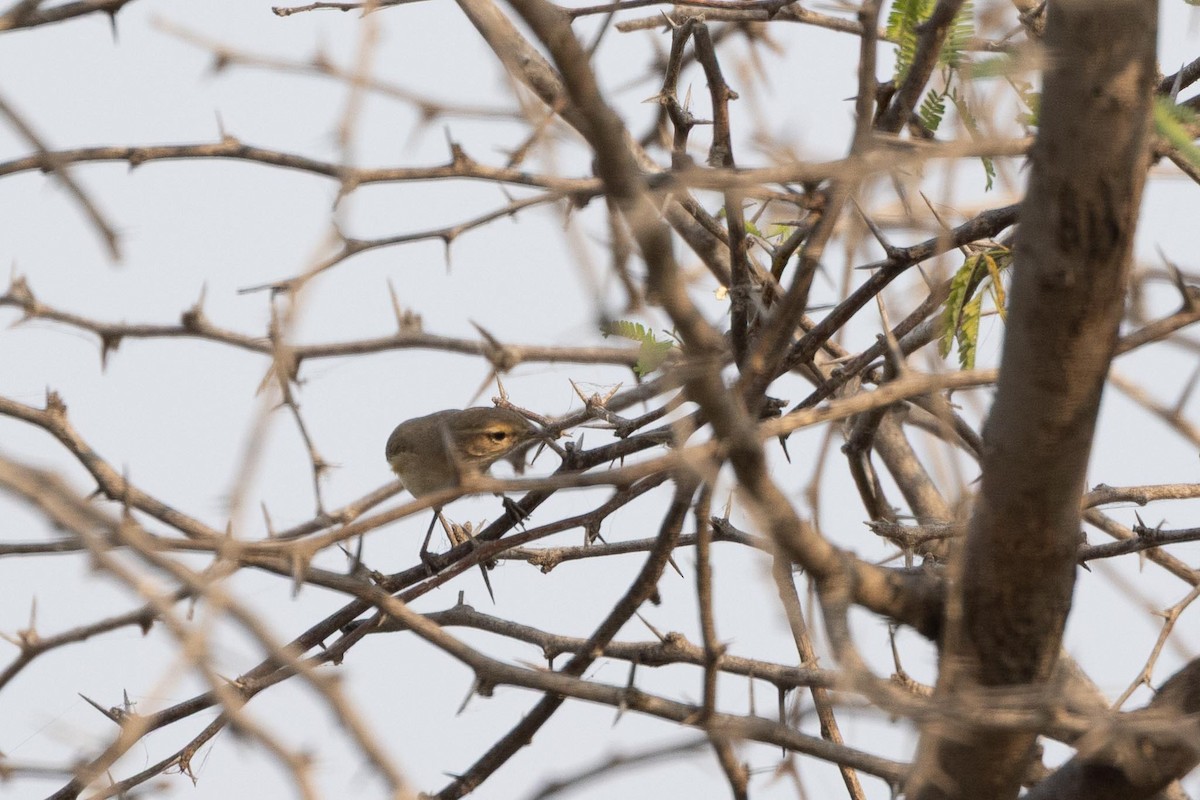 Hypolaïs bottée ou H. rama - ML646660884