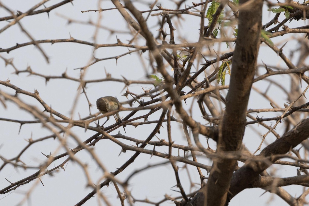 Hypolaïs bottée ou H. rama - ML646660885