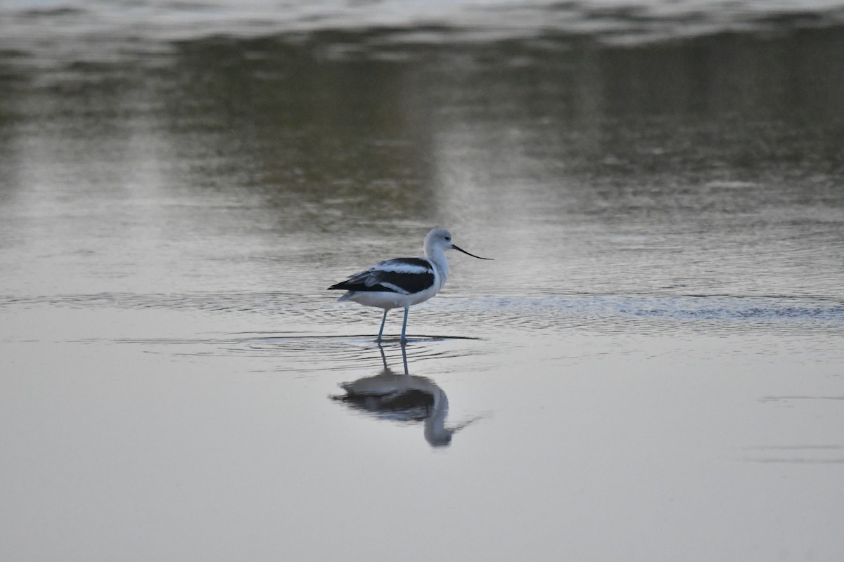 American Avocet - ML646660888