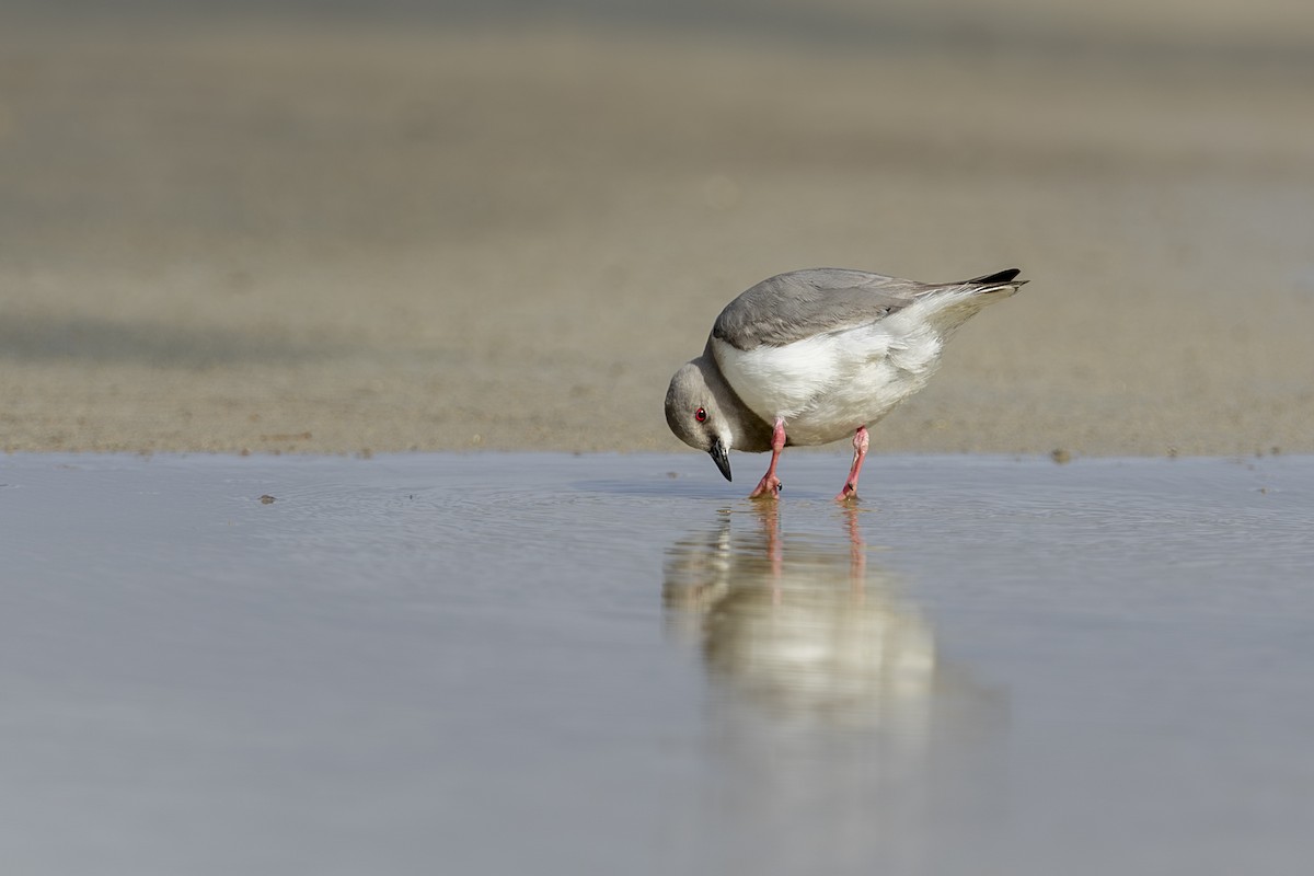 Magellanic Plover - ML646660889