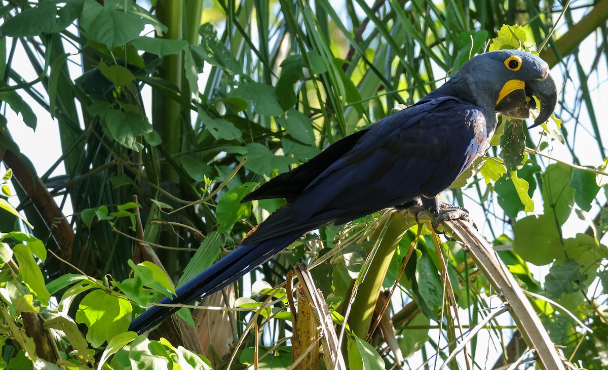 Ara hyacinthe - ML646660891