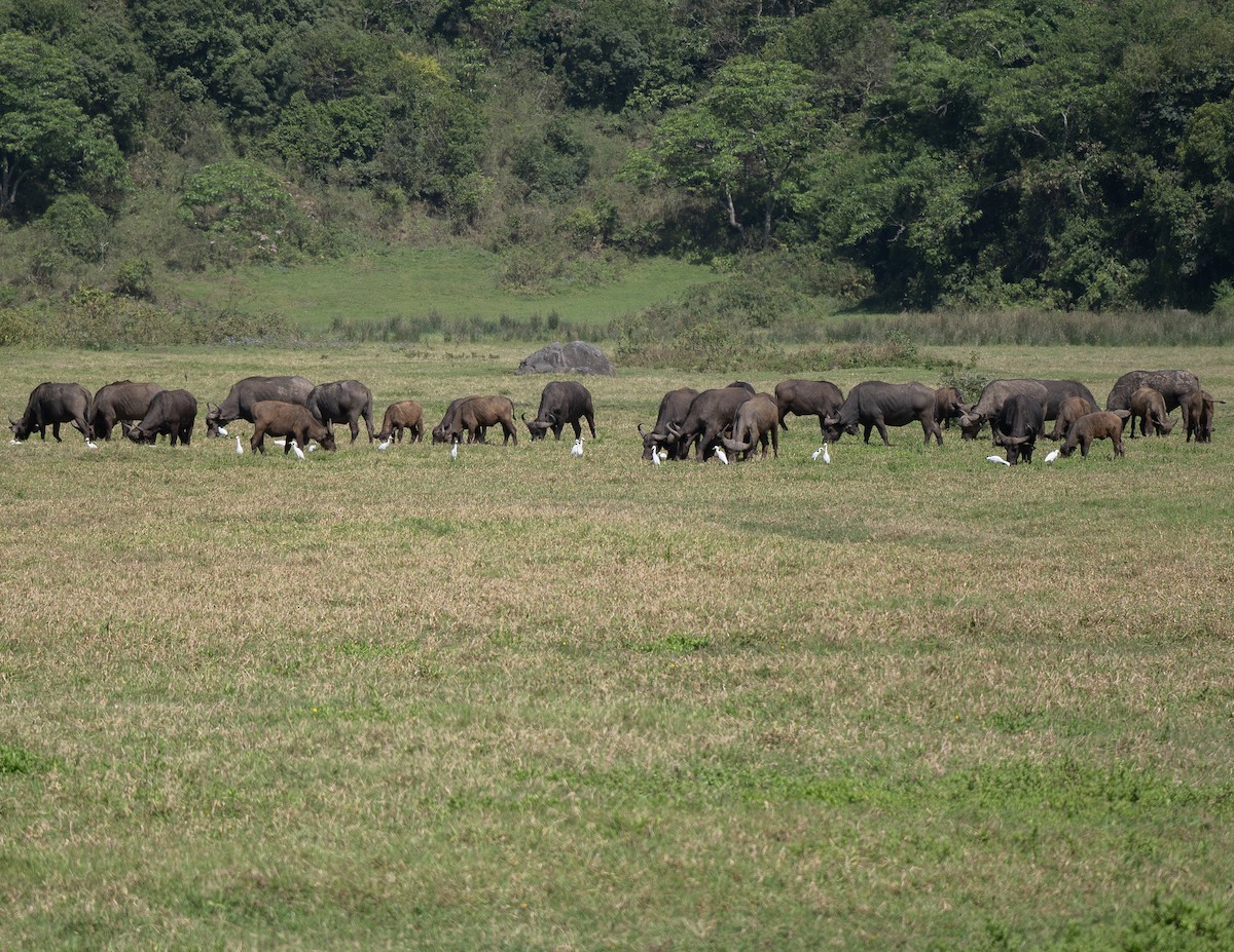African Buffalo - ML646660892