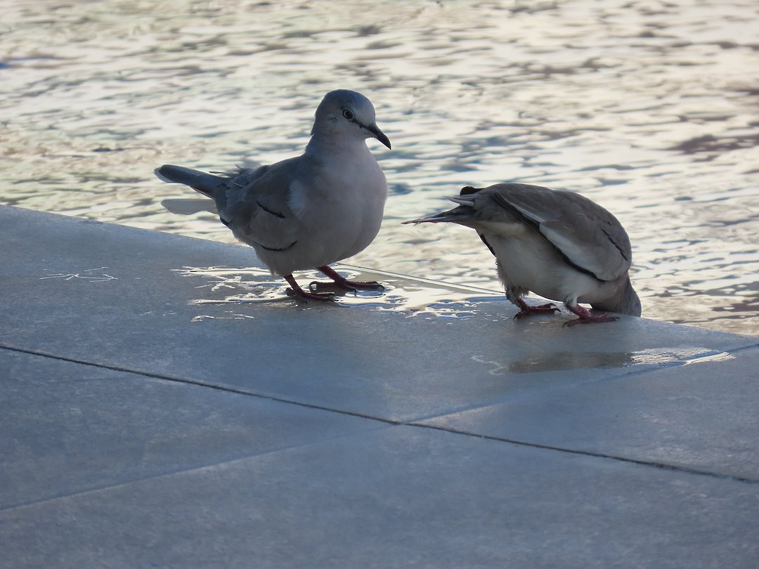 Colombe picui - ML646660893