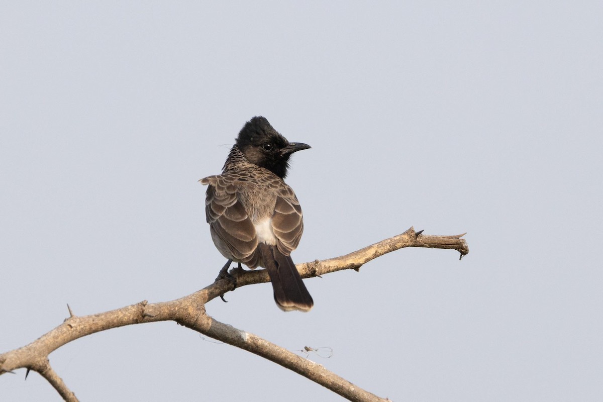 Bulbul à ventre rouge - ML646660894
