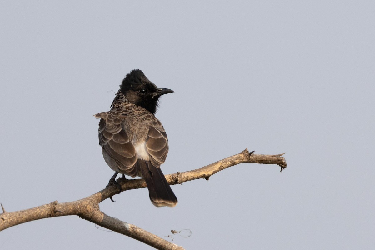 Bulbul à ventre rouge - ML646660895