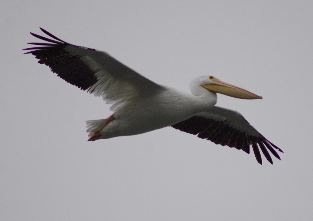Pélican d'Amérique - ML646660896