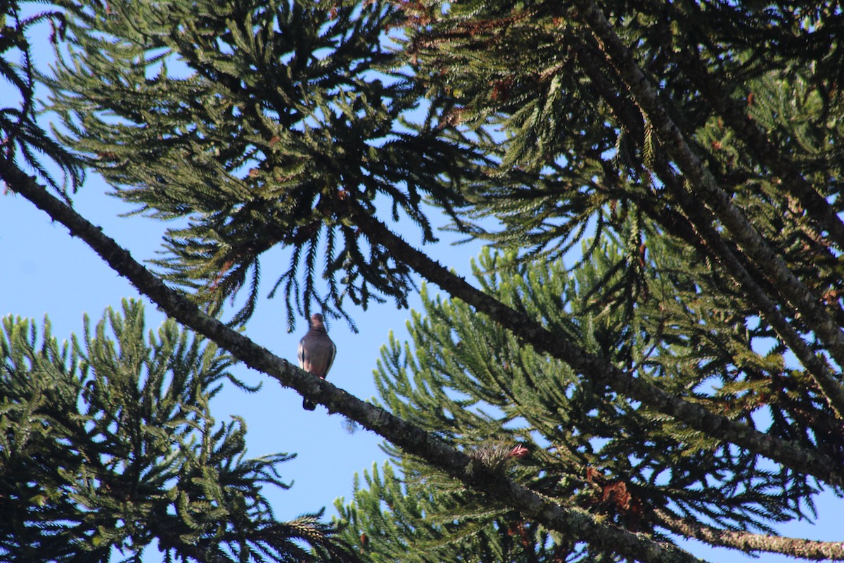 Pikazuro Güvercini - ML646660897