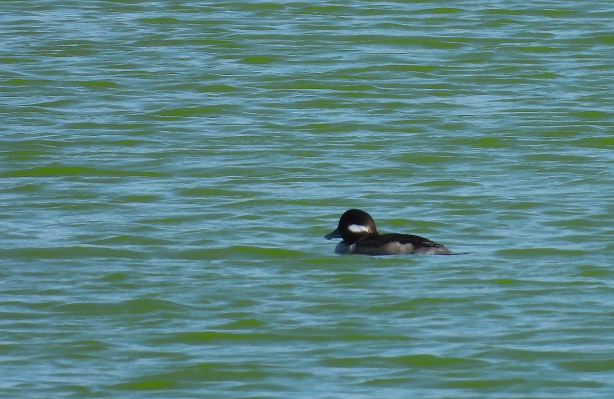 Petit Garrot - ML646660898