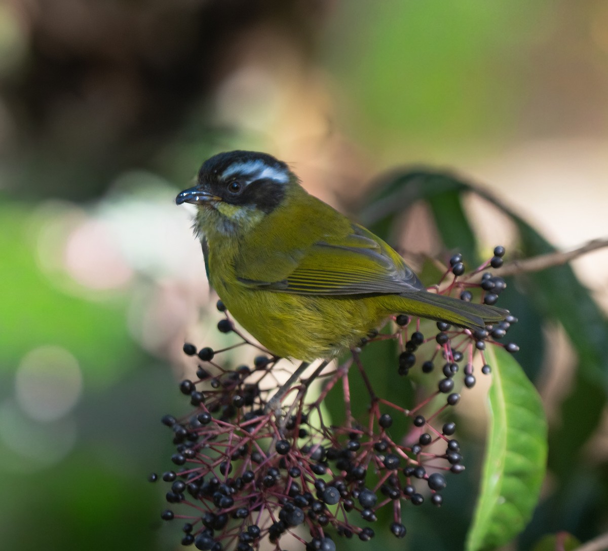 Sooty-capped Chlorospingus - ML646660899
