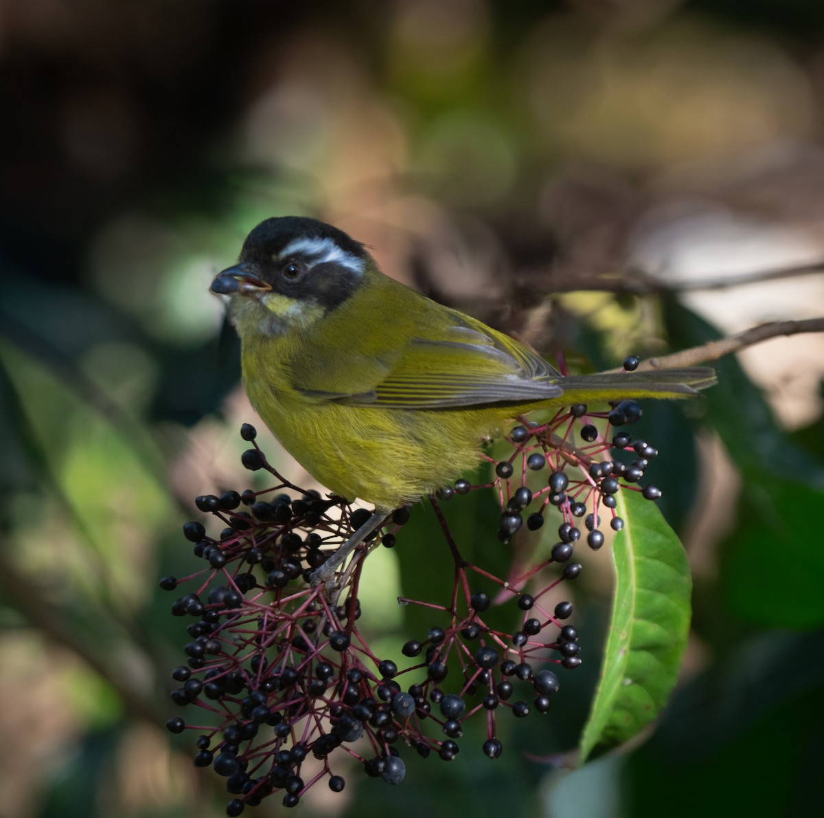 Sooty-capped Chlorospingus - ML646660900