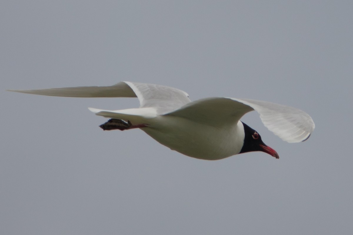 Черноголовая чайка - ML646660901