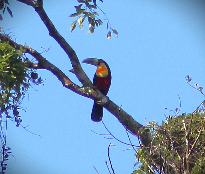 Red-breasted Toucan - ML646660902