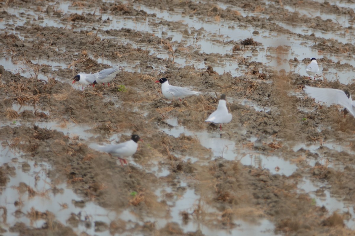 Черноголовая чайка - ML646660903