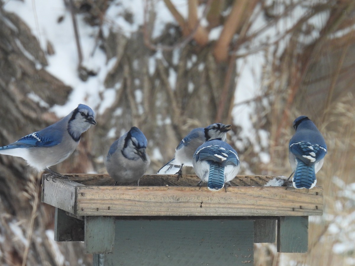 Blue Jay - ML646660904