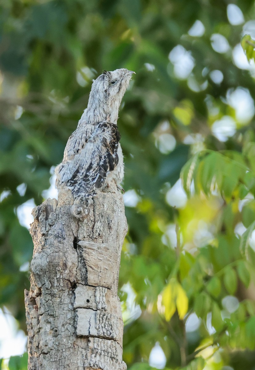 Common Potoo - ML646660905