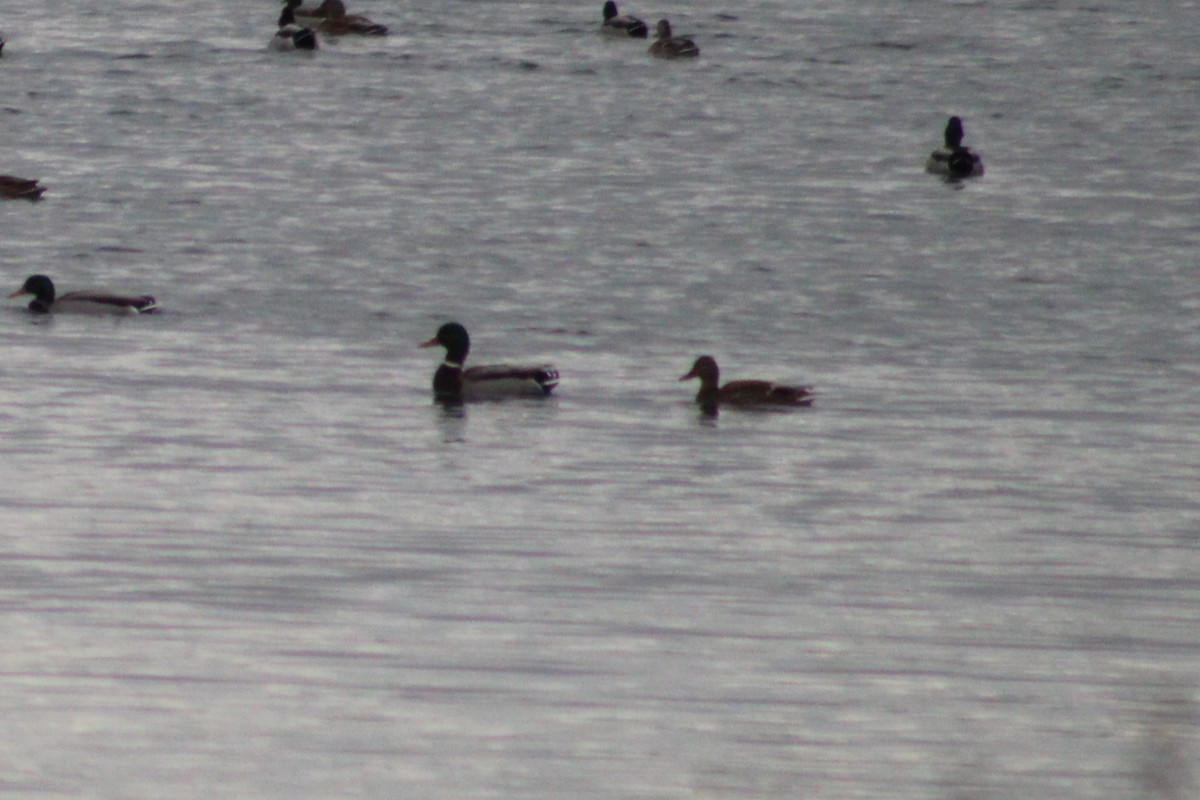 Germano reale - ML646660908