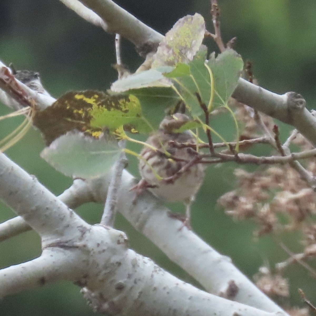 Fox Sparrow - ML646660909