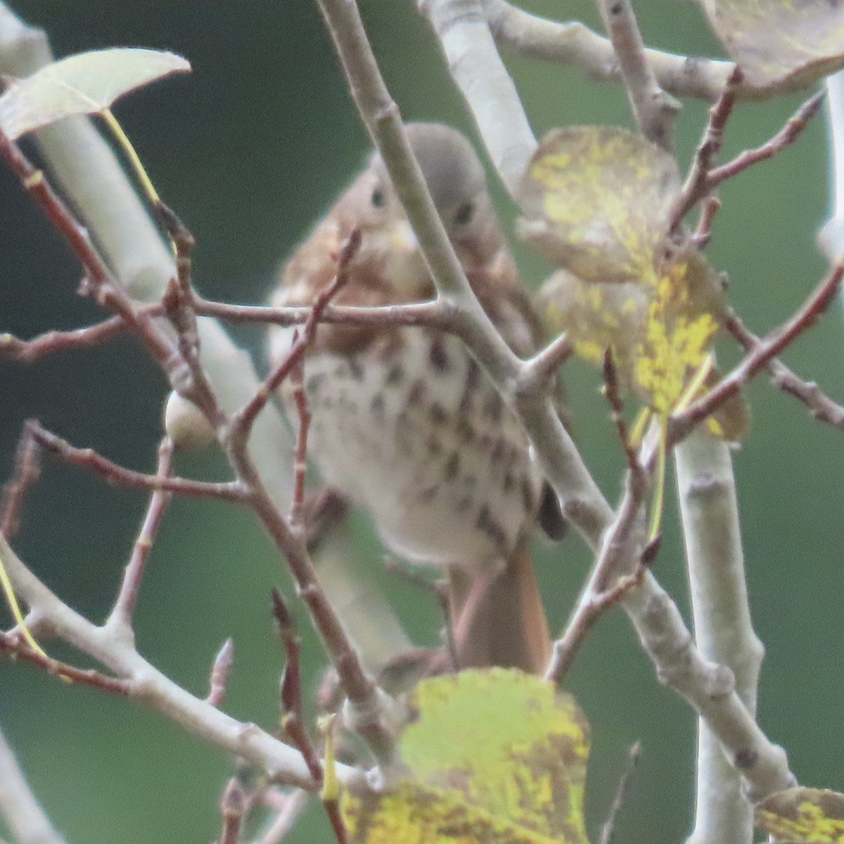 Fox Sparrow - ML646660911