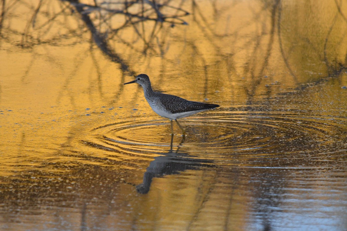 Lesser Yellowlegs - ML646660912
