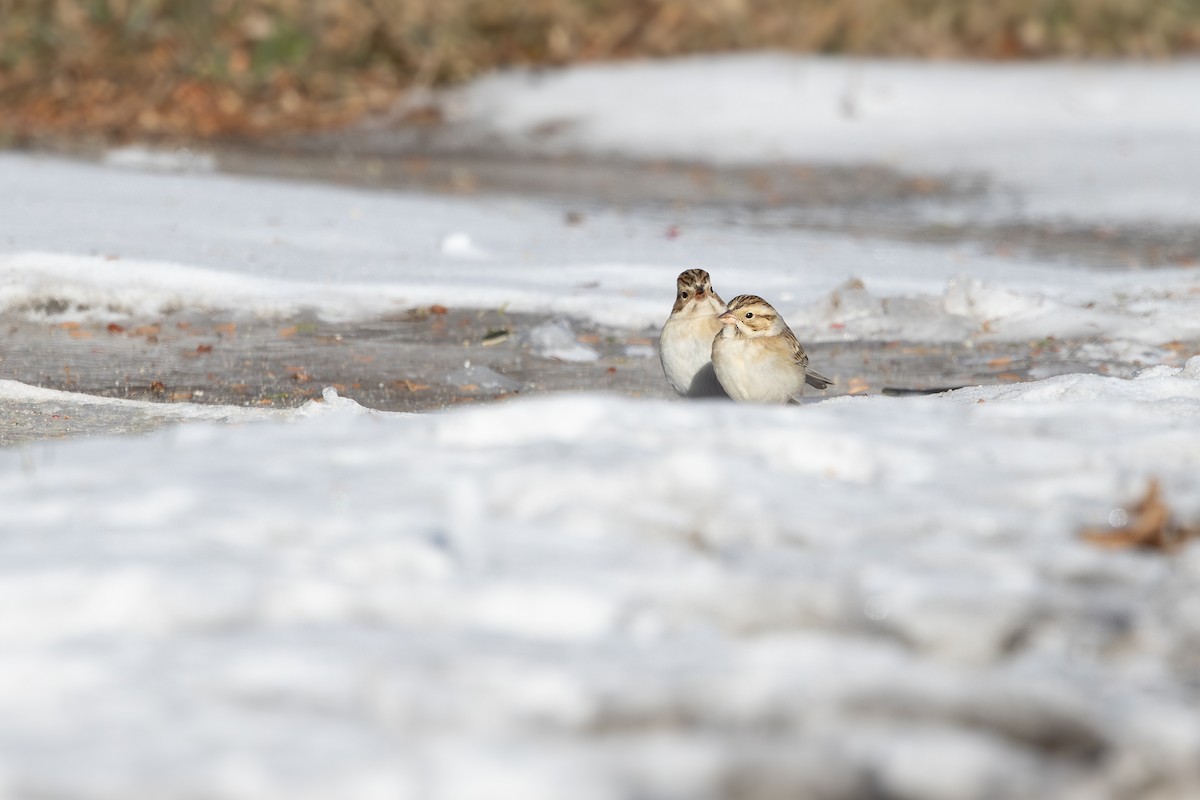 Kil Rengi Serçe - ML646660913