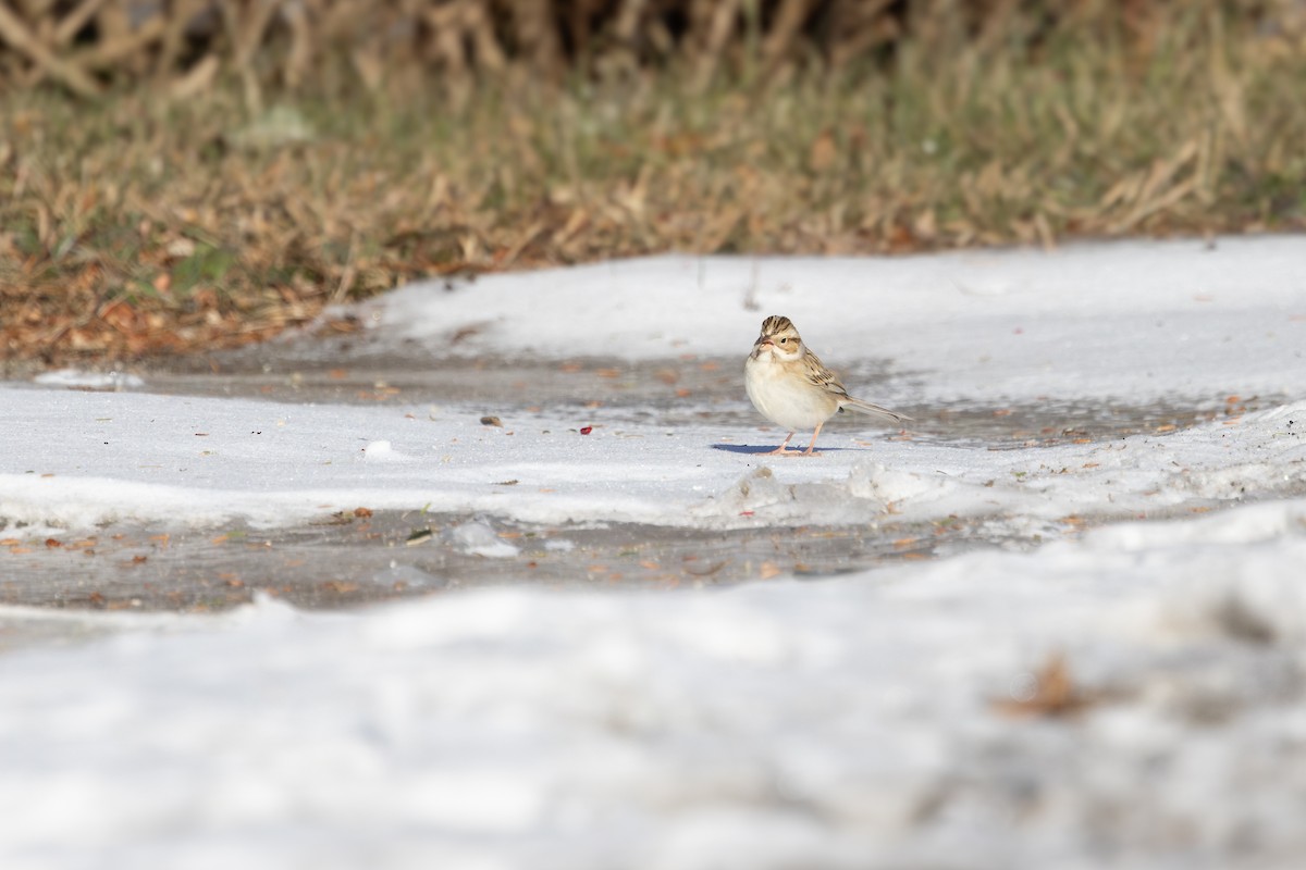 Kil Rengi Serçe - ML646660914