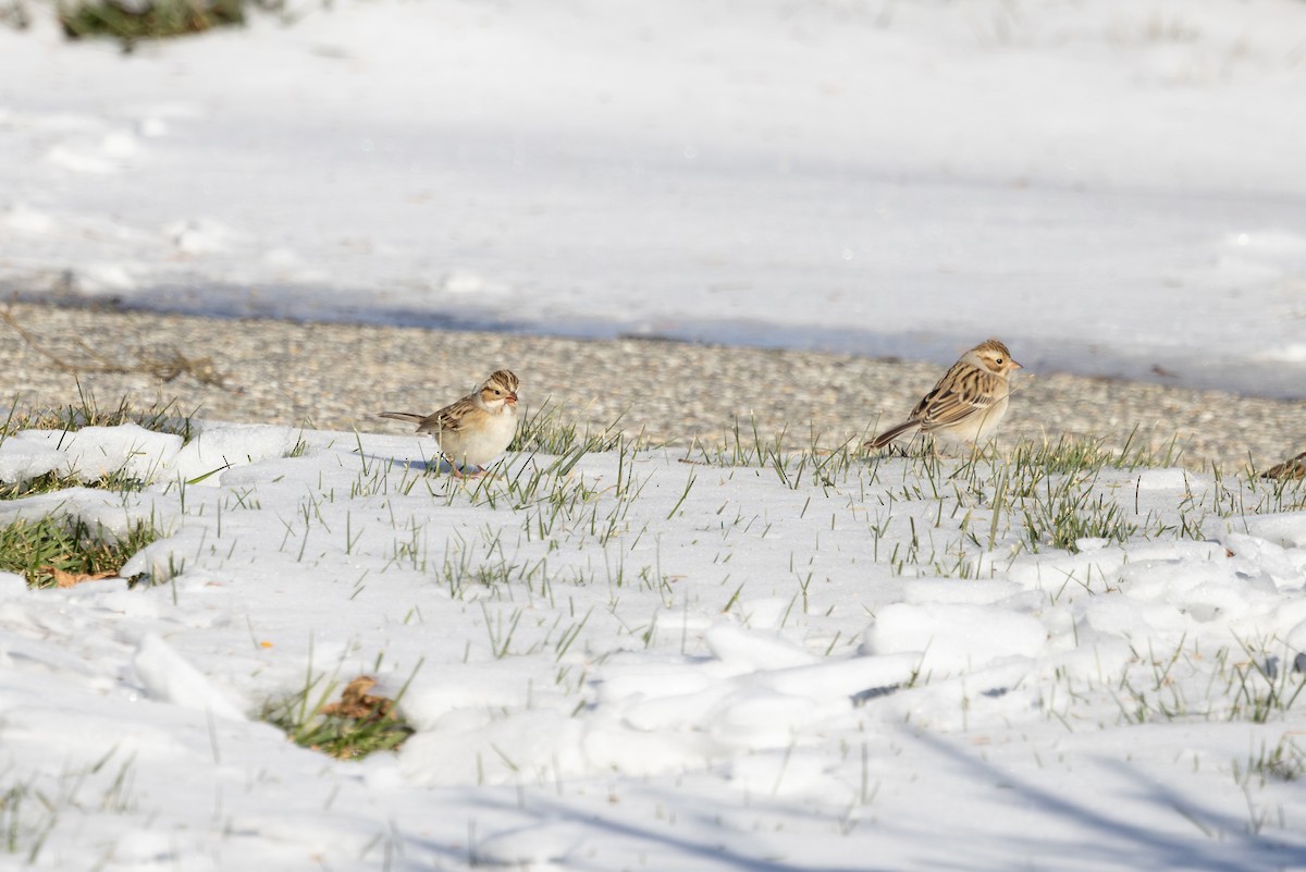 Kil Rengi Serçe - ML646660915