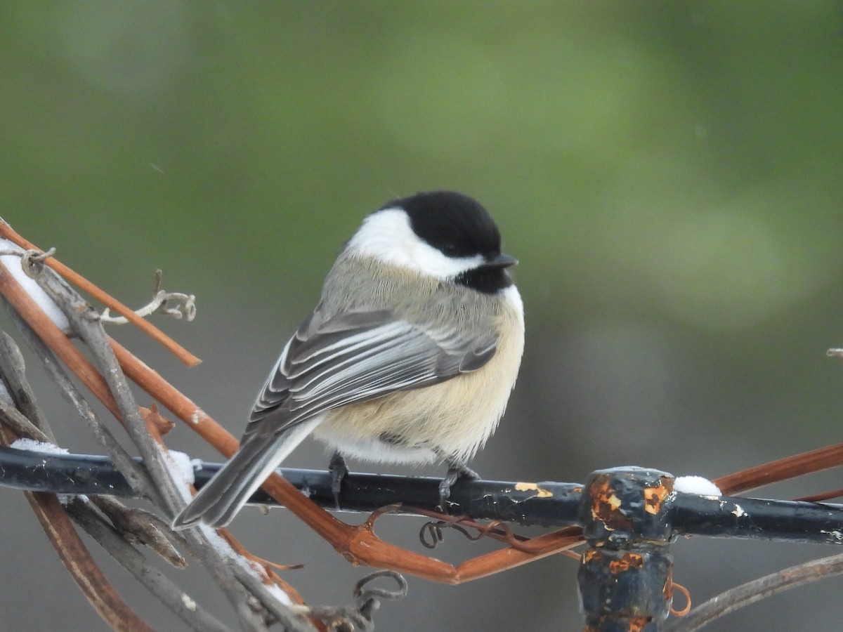 Black-capped Chickadee - ML646660916