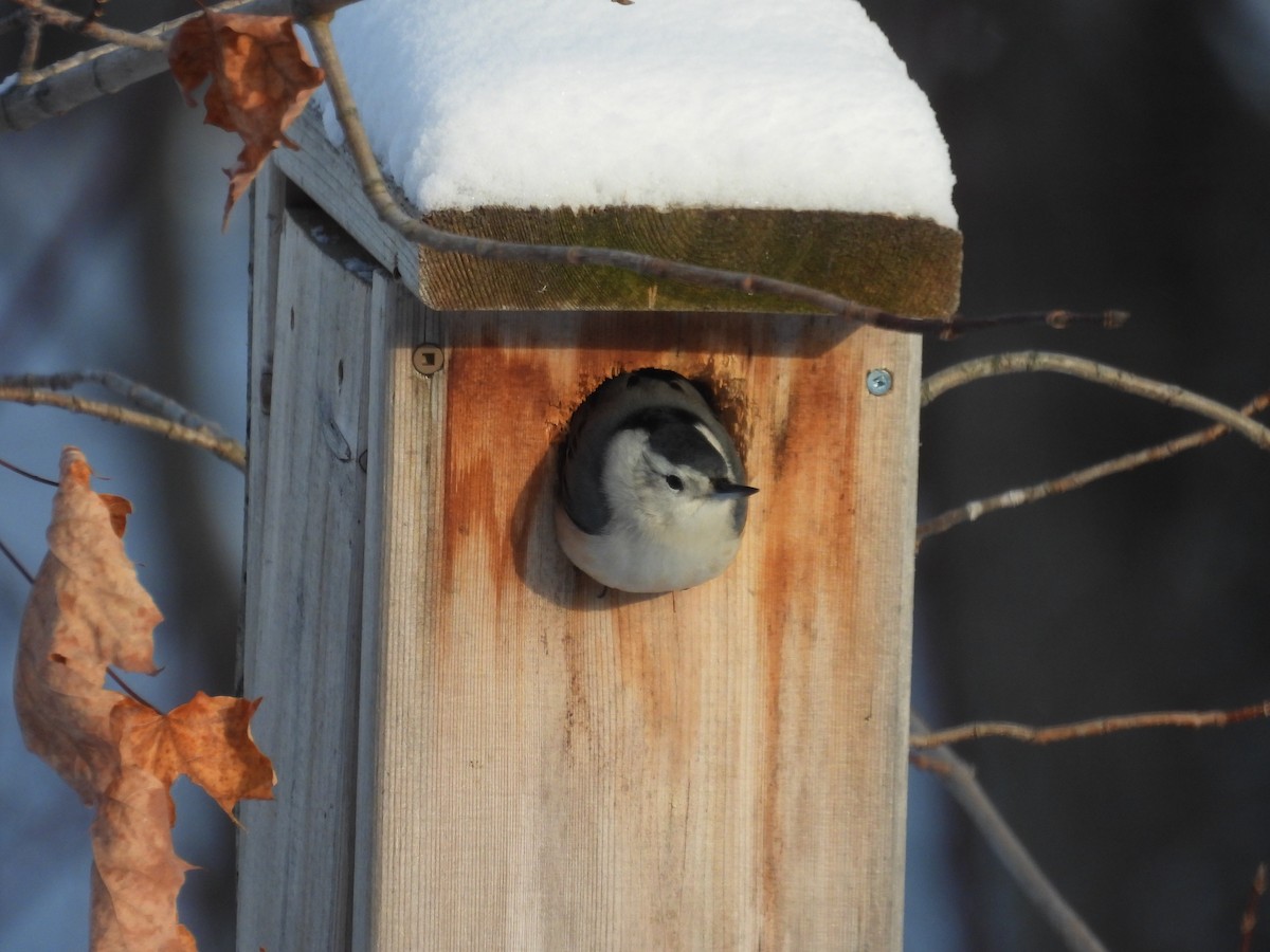 White-breasted Nuthatch - ML646660918