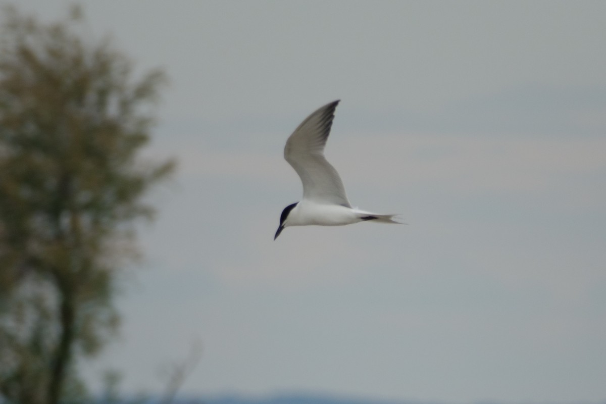 Чайконосая крачка - ML646660919